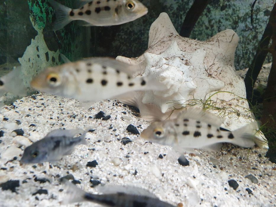 Pyszczaki Bydgoszcz-zerknij-