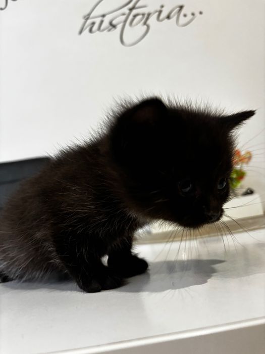 Oddam kotki w dobre ręce