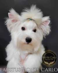 FAUSTUS Yorkshire Terrier York White Gold Piesek