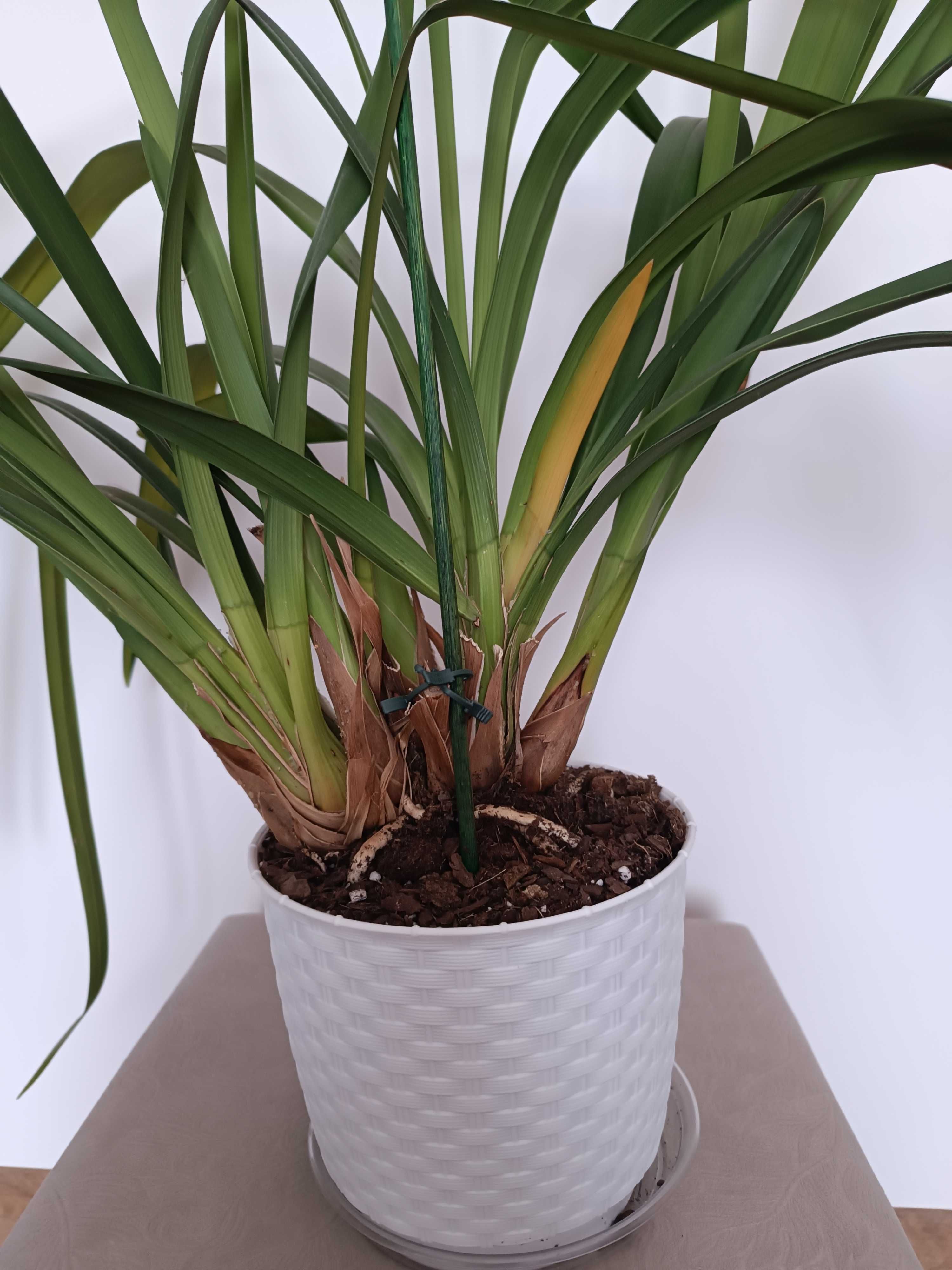 Storczyk Cymbidium