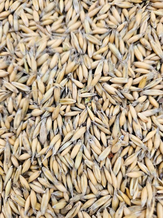 Sprzedam Owies żniwa 2025