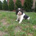 Cavalier King tricolor