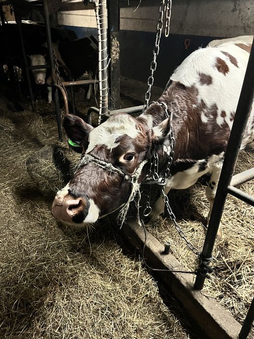 Jałowki wysokocielne bezrogowe mleczne