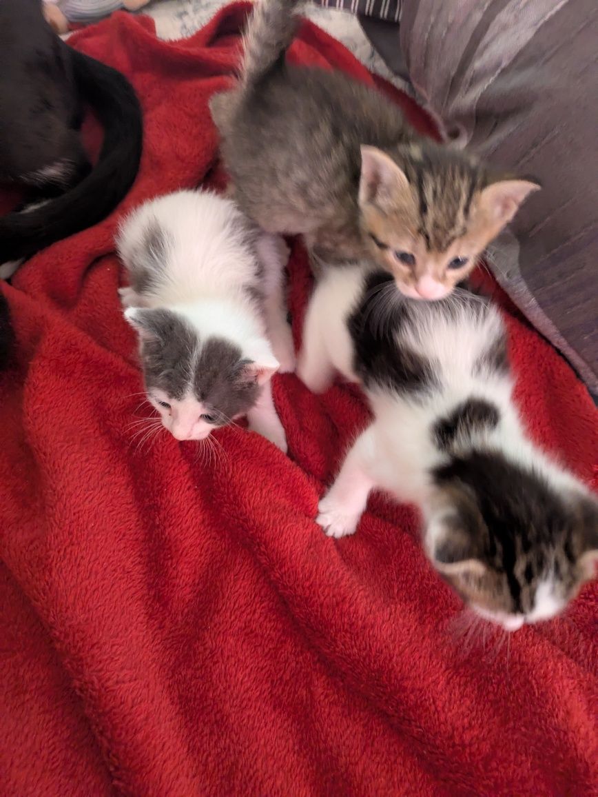 Gatos bebé, com 2 meses