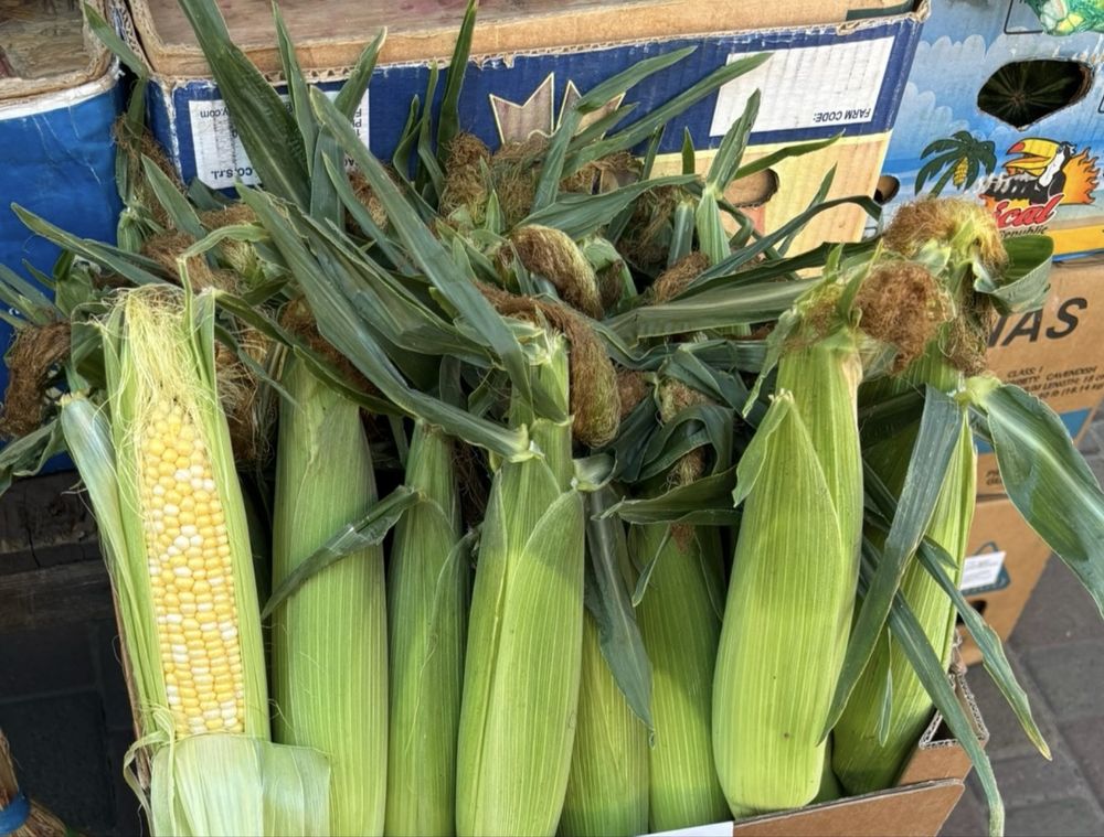 Продам солодку кукурудзу Ракель