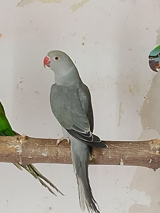 Aleksandretty obrożne