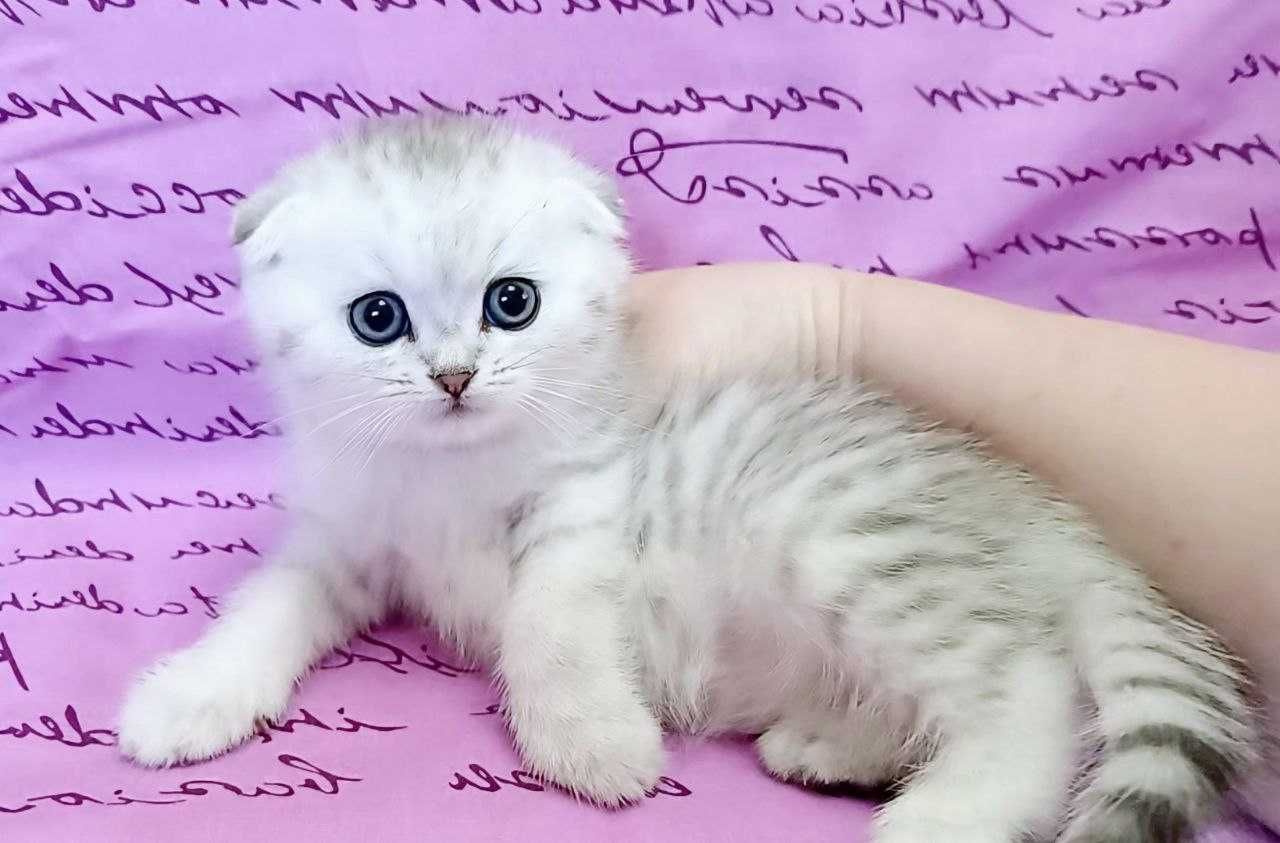 Scottish fold маленьке пухнасте щастя )Кошенята. Котики