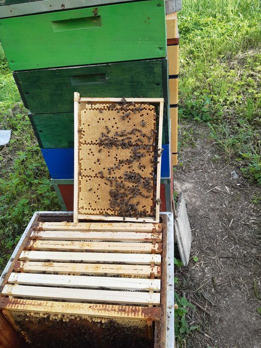 Rodziny pszczele Niepołomice, Kalina Wielka  k. Miechów