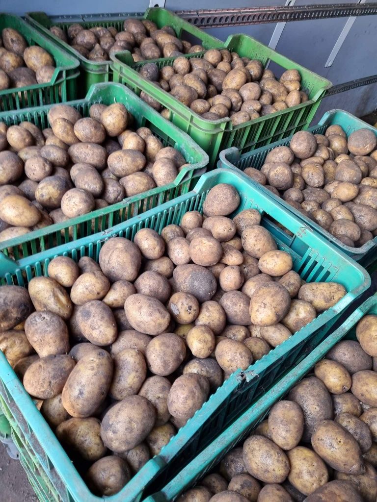 Ziemniaki Gala uprawiane na oborniku, bardzo smaczne, cena za 15kg!