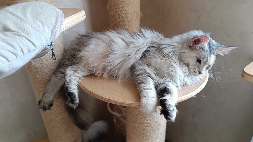 Красавица взрослая девочка Мейн кун 2 года