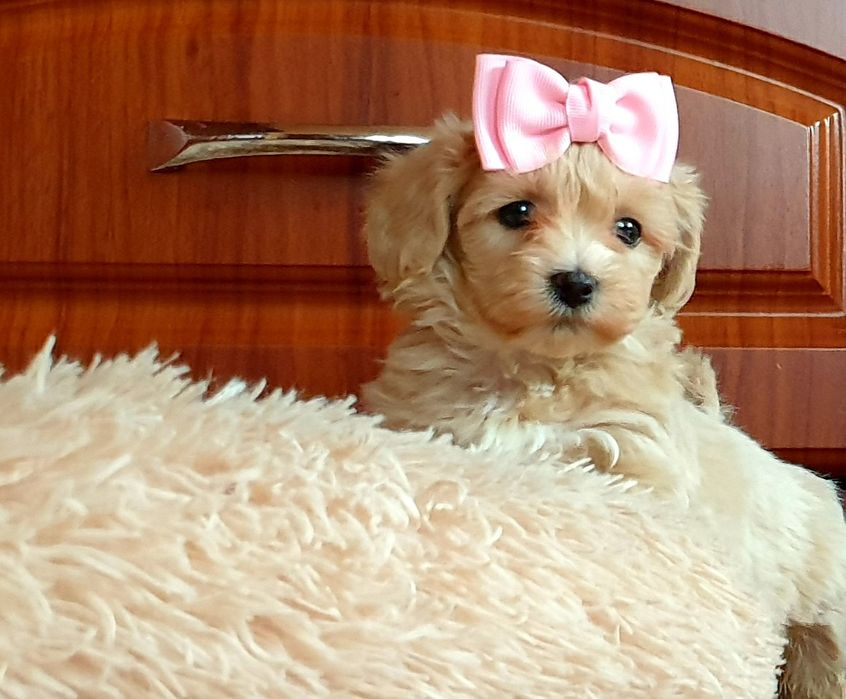 Maltipoo słodkie urwisy