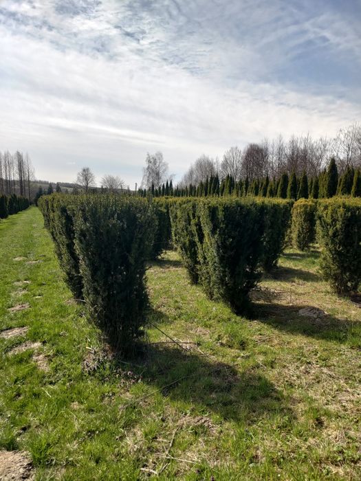 Cis pośredni Hicksii 180cm fromowany.