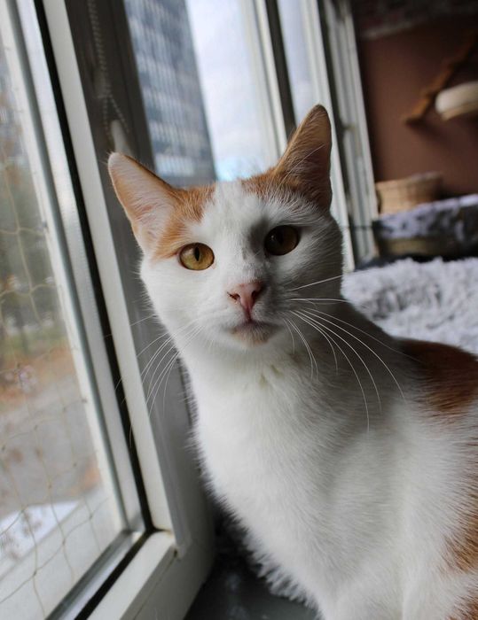 Maki - bursztynowy spokojny kocurek