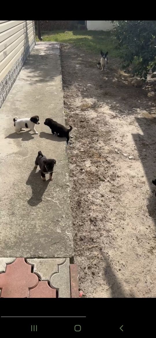 Цуценята в добрі руки