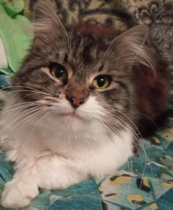 Стерилізована киця