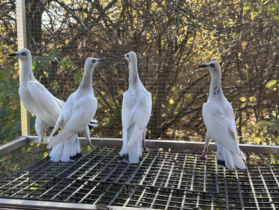 Srebrniaki wyloty 25r