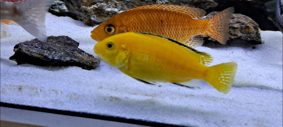Pyszczczak Yellow
