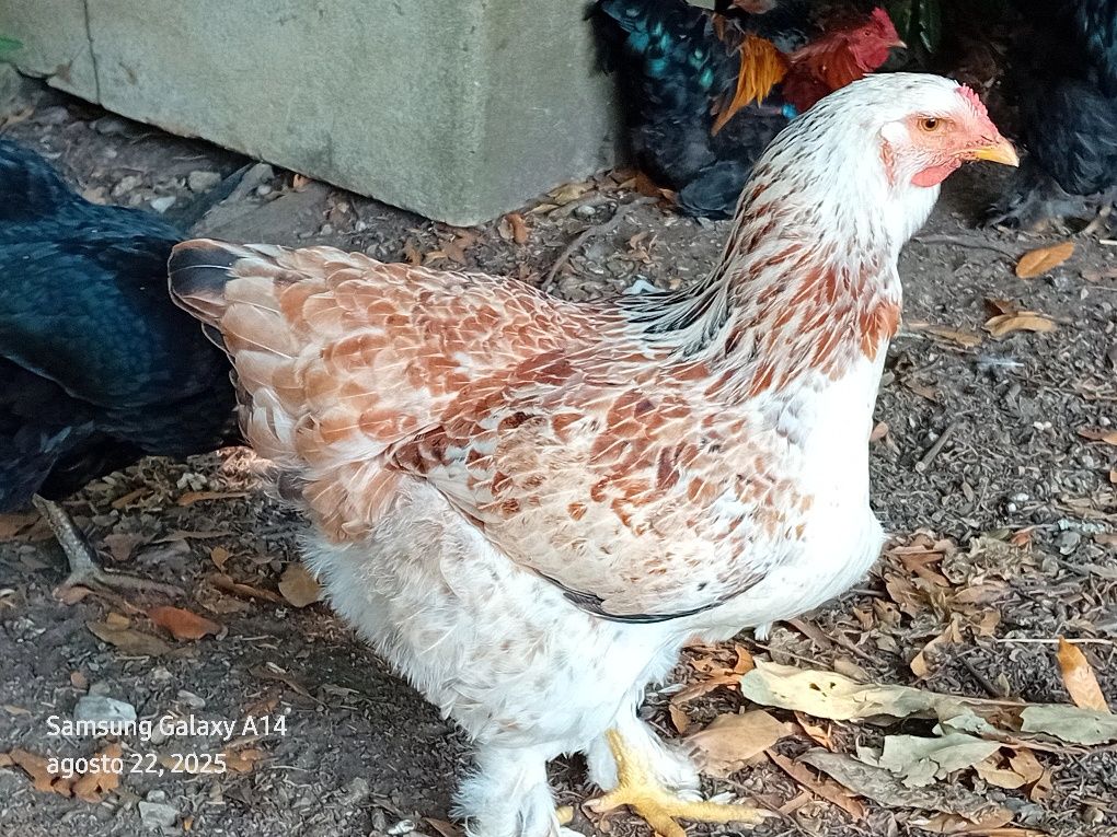 Galinhas brahmas para mudar de capoeiro, Galinhas muito  lindos