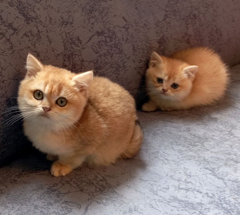 Бомбезні котята золотої шиншили від клубних батьків з паспортами