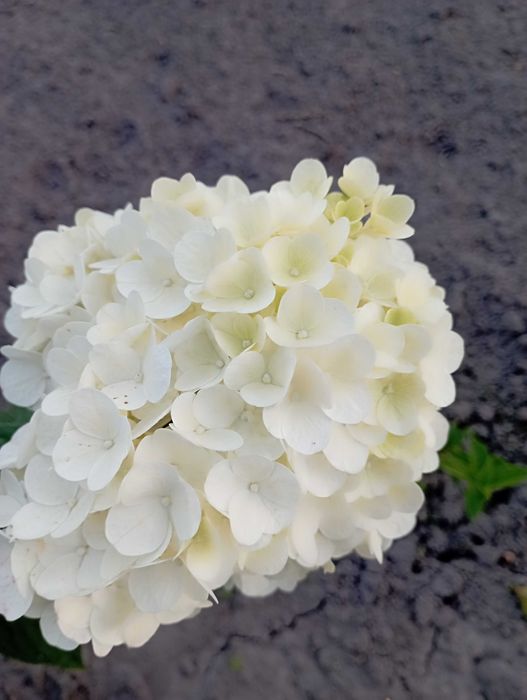 Гортензія мітловидна