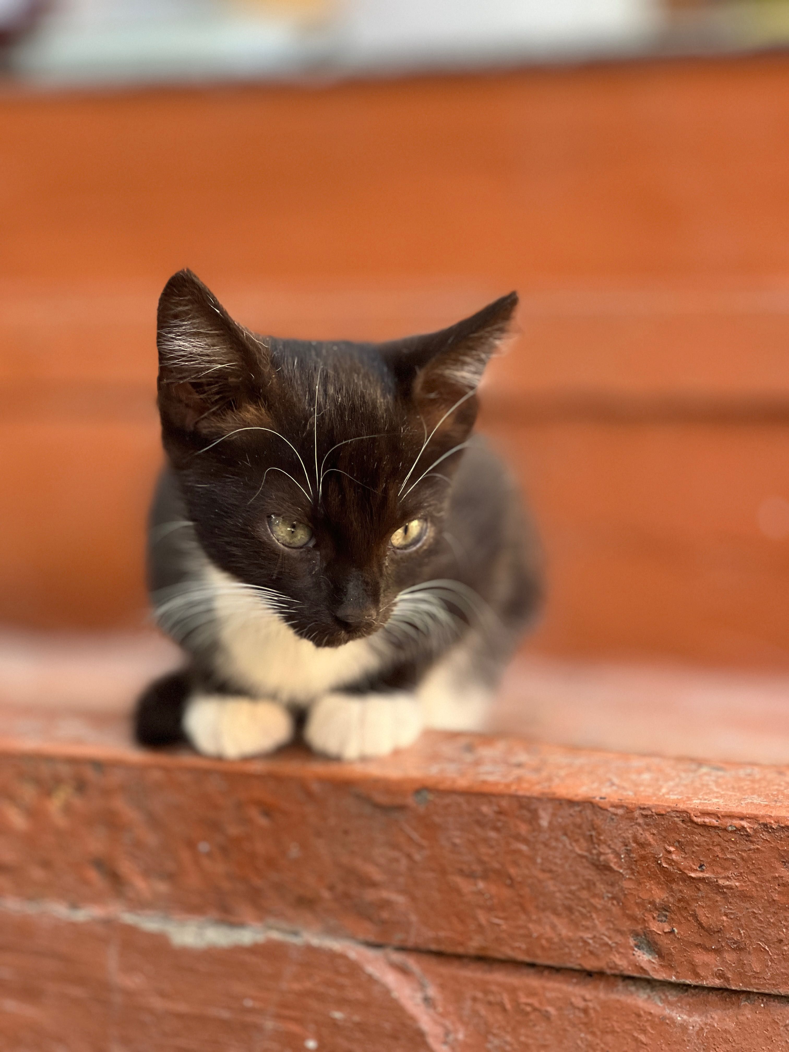 Котик дівчинка 2.5 місяці