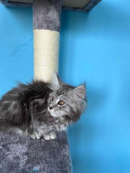 Maine Coon  z rodowodem