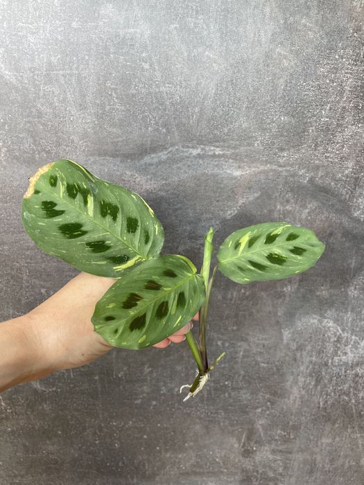 Maranta variegata do ukorzenienia