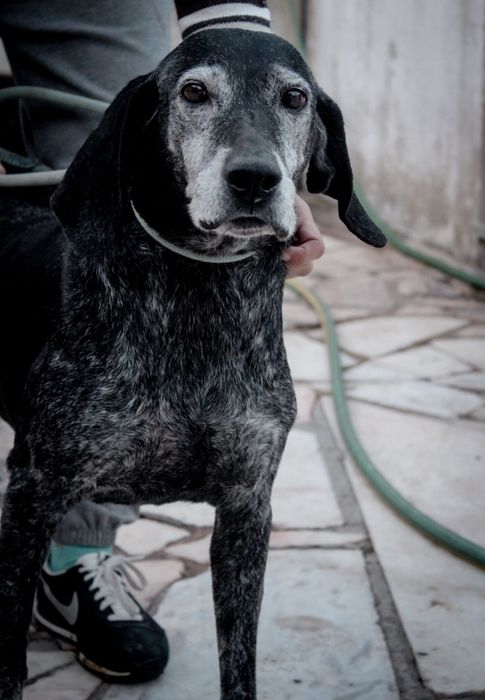 Lua para adoção responsável