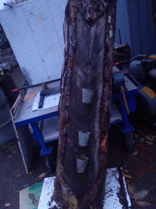 Pień sosnowy oryginalnie żywicowany z kubkami