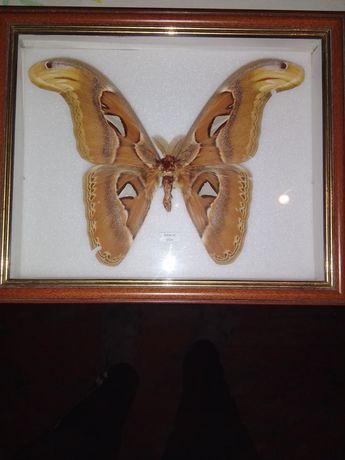 Продам бабочку в рамке под стеклом, Attacus atlas