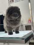 Chow chow blue sunia!!