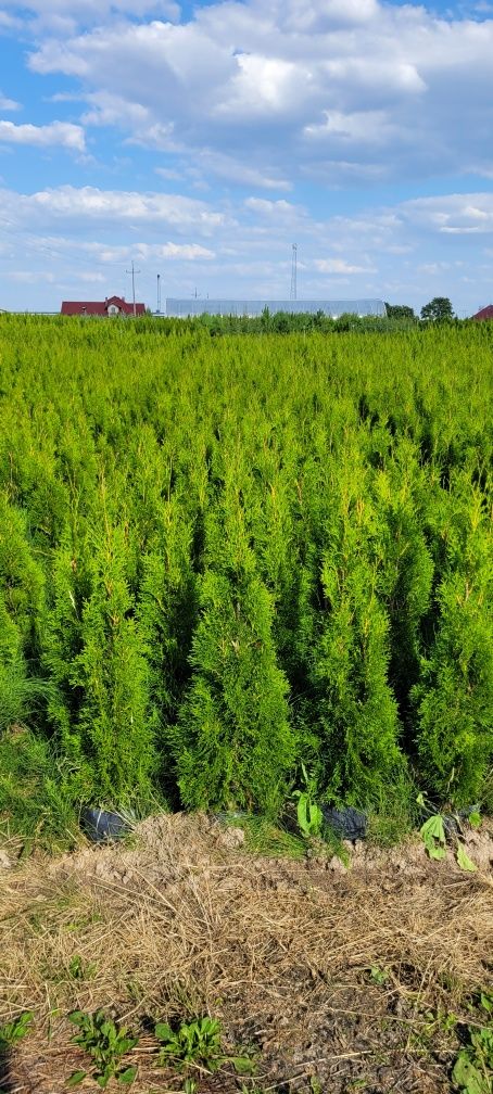 Tuja Smaragd 140 cm tuje 100 thuja szmaragd thuje wrocław