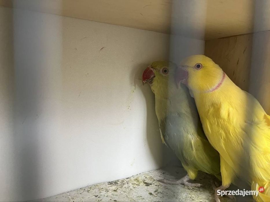 Aleksandretty obrozna para z