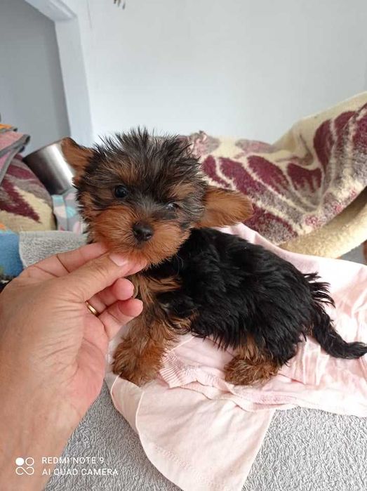 Yorkshire Terrier Miniatura de Qualidade TOP