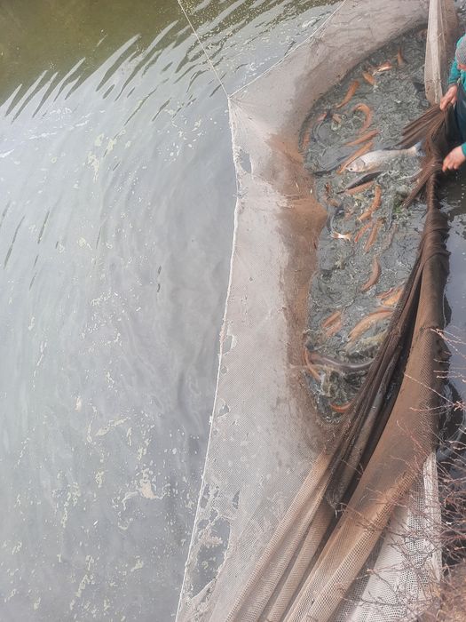 Жива Риба оптомм