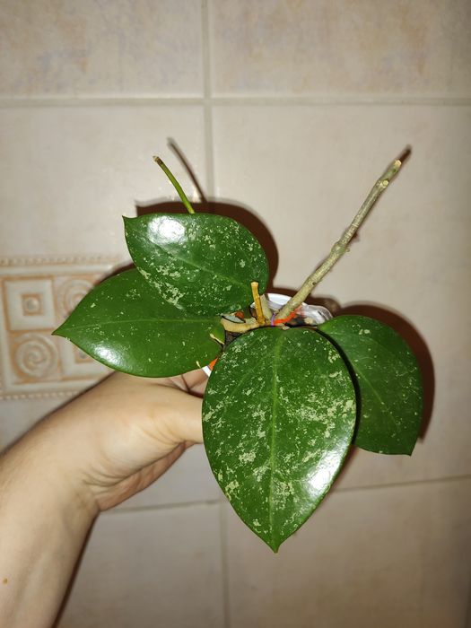 Hoya Acuta EPC 997 Heart Splash