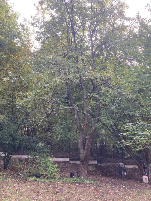 Oddam za darmo drewno czereśni - idealne do wędzenia!