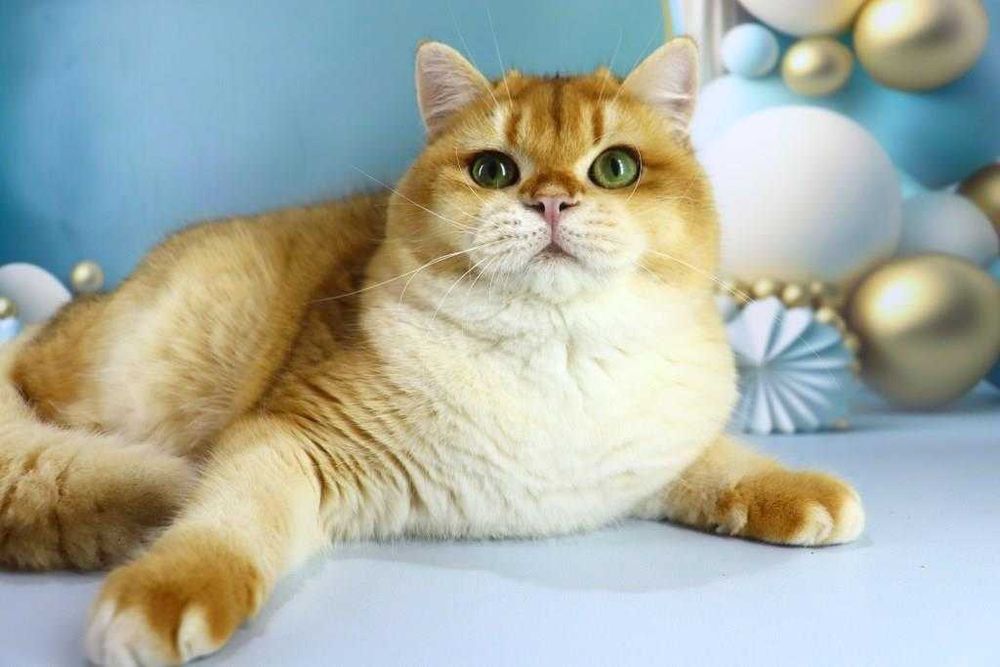 Харизматична британська киця-золота шиншила-смарагдові очі