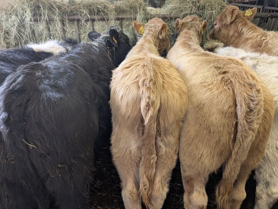 Sprzedam odsadki jałówki 40 sztuk polskie