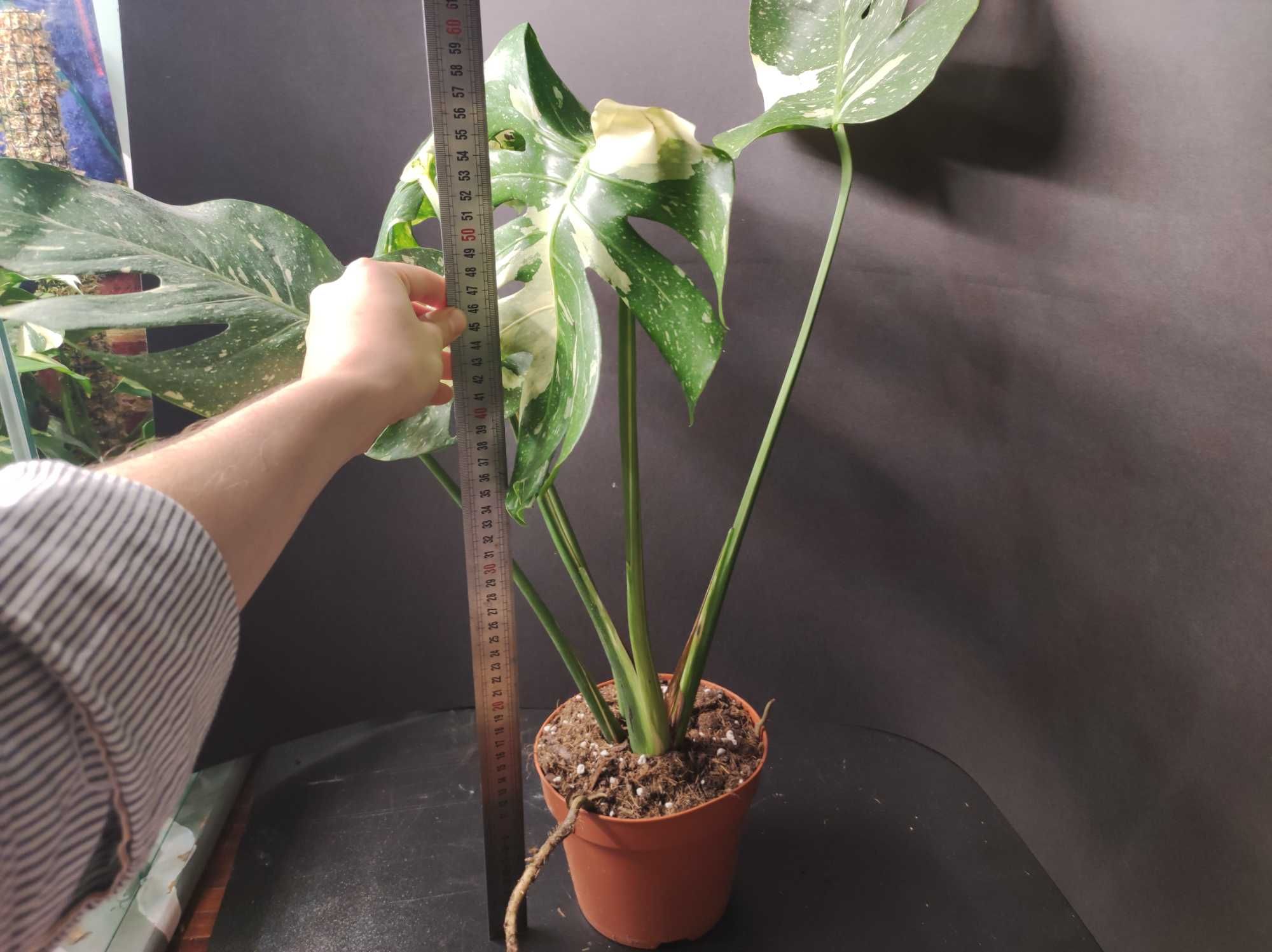 Monstera Thai Constellation