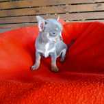 Piękny piesek chihuahua