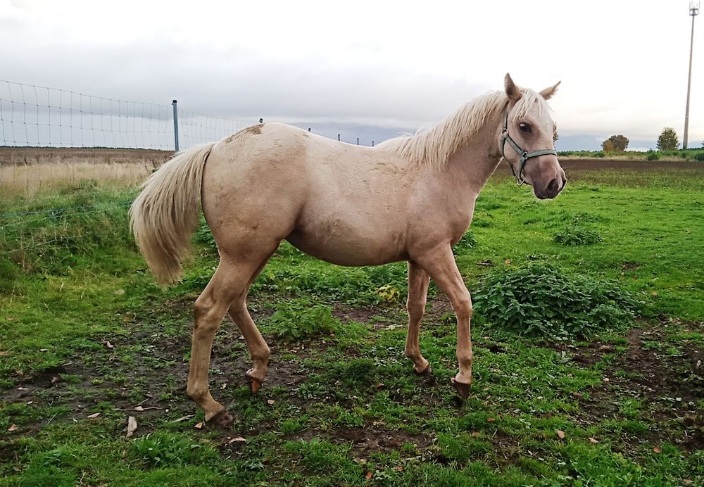 Izabelowata klacz 1/2 AQH