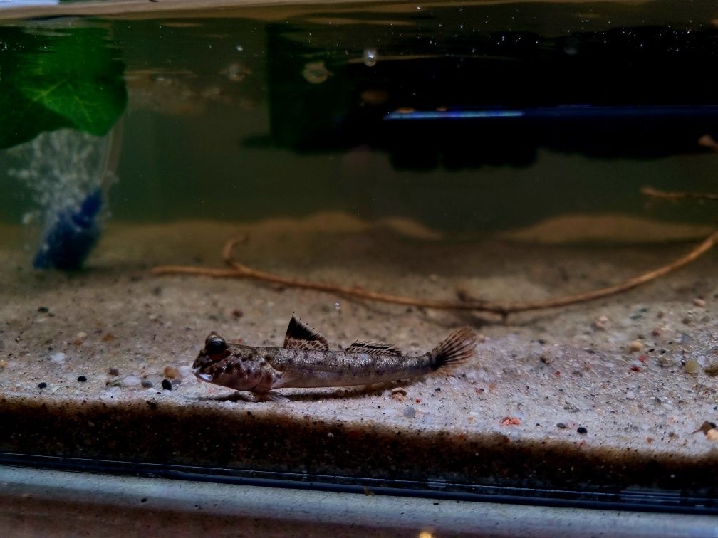 Poskoczek mułowy/ mułoskoczki (ryby) Periophthalmus chrysospilos