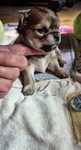 Zarezerwowana  Chihuahua długowłosa mini  beżowa