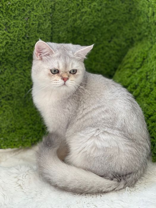 Scottish shorthair