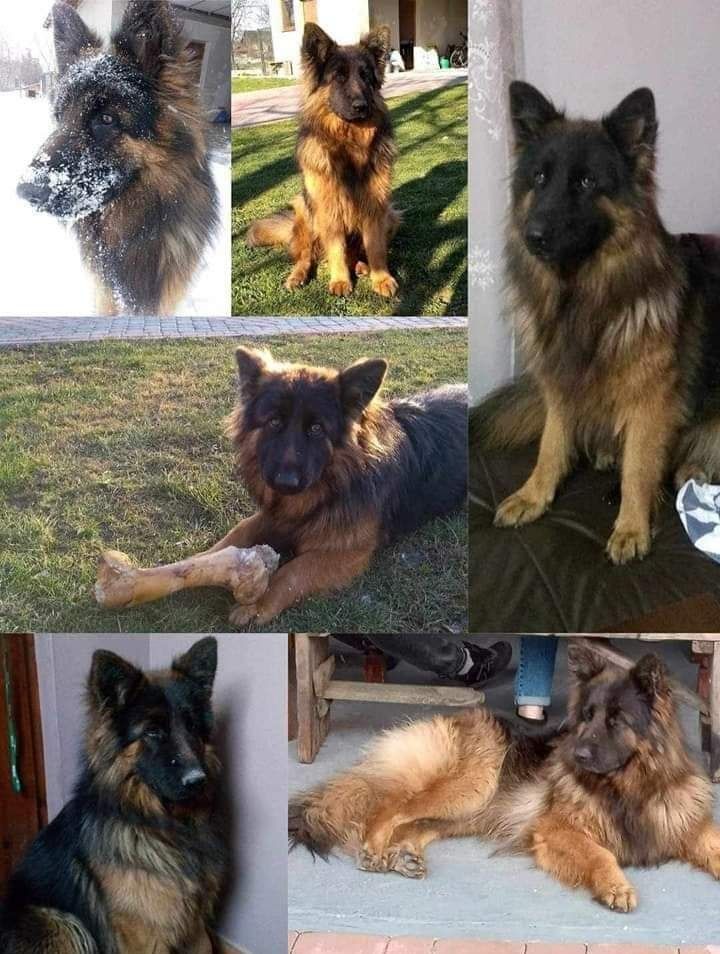 Flamcia nadal poszukiwana suczka - owczarek niemiecki - zaginiona