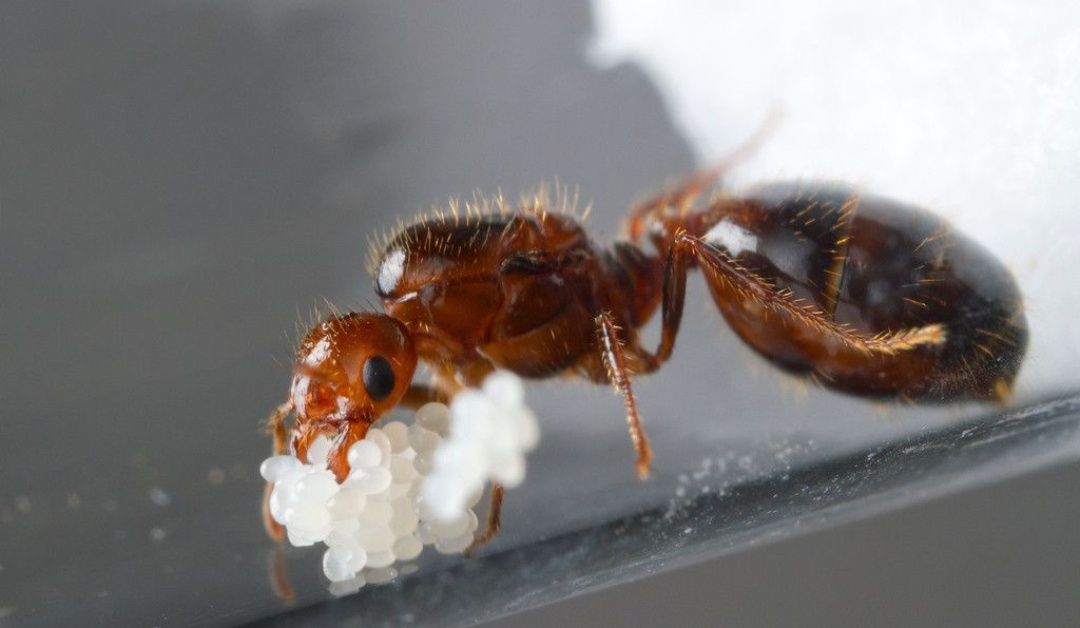 Solenopsis geminata экзотические муравьи