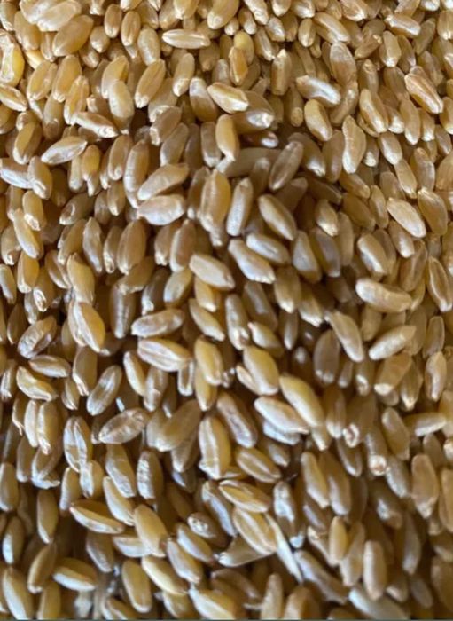 Пшениця тверда durum та горох озимий