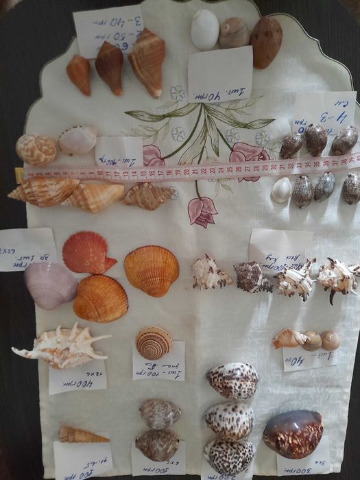 Ракушки океанические