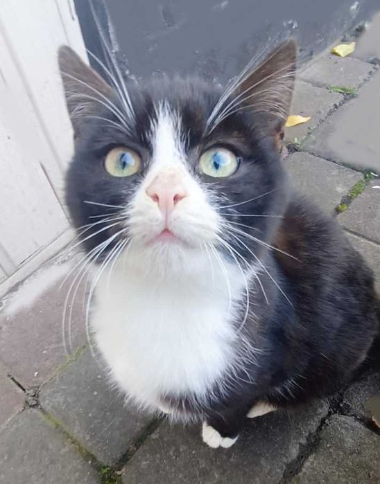 Кошенята шукають дім